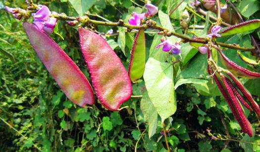 扁豆種植時(shí)間是什么時(shí)候?扁豆最佳種植時(shí)間