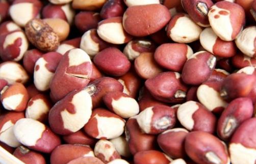 豇豆種植時間是什么時候?豇豆最佳種植時間