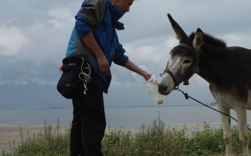 驢的繁殖周期 驢多久才能繁殖