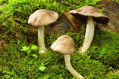 蘑菇的覆土?xí)r間 蘑菇什么時(shí)間覆土