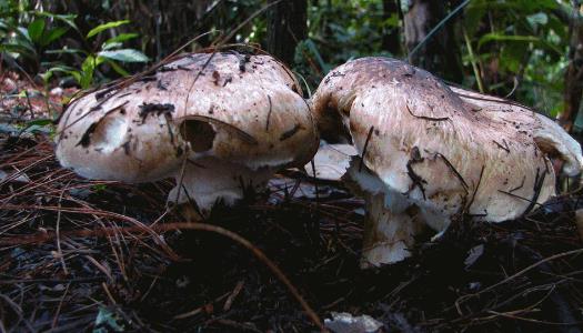 蘑菇的覆土?xí)r間 蘑菇什么時(shí)間覆土