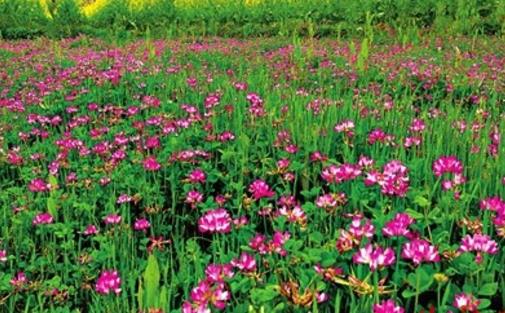 紫云英種植時間是什么時候?紫云英最佳種植時間