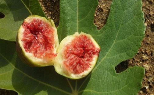 無花果什么時候成熟,無花果成熟季節