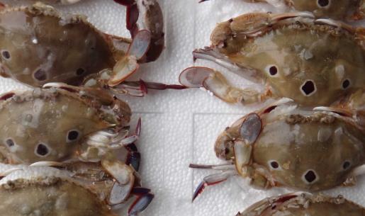 梭子蟹什么季節(jié)吃最好 梭子蟹公的和母的什么時候吃梭子蟹什么季節(jié)吃最好 梭子蟹公的和母的什么時候吃