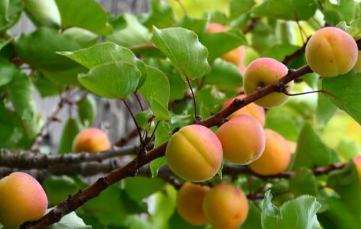 杏子什么時候成熟 杏子是什么季節的水果