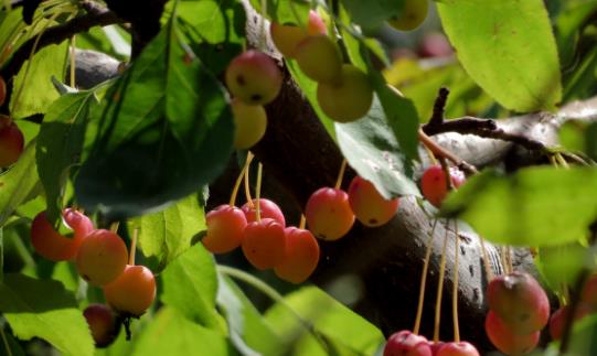 海棠果什么時候成熟 海棠果什么季節上市