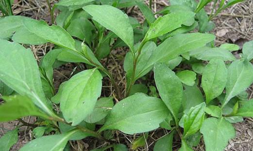 馬蘭頭幾月份有 馬蘭頭什么季節(jié)有