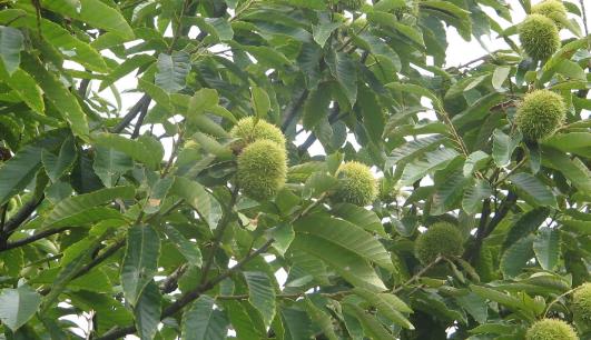 板栗是什么季節(jié)出來的 新鮮板栗什么時(shí)候上市