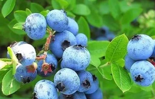 藍(lán)莓是什么季節(jié)的水果 藍(lán)莓幾月份成熟上市