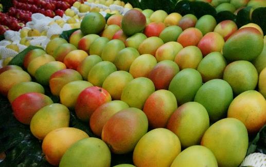 海南澳芒幾月份上市 澳芒什么季節熟