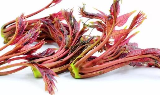 香椿什么季節可以吃 香椿成熟季節