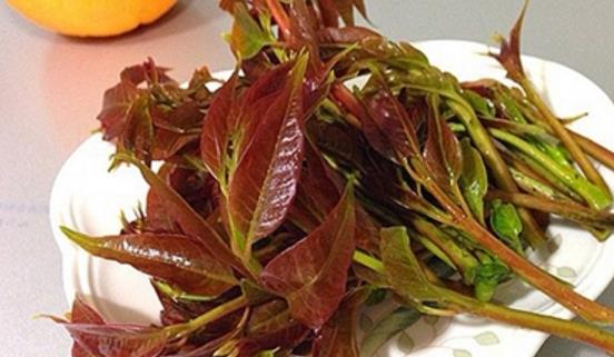 香椿什么季節可以吃 香椿成熟季節