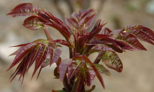 香椿什么季節可以吃 香椿成熟季節