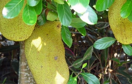 菠蘿蜜什么季節(jié)吃最好 哪里產(chǎn)的菠蘿蜜最好吃