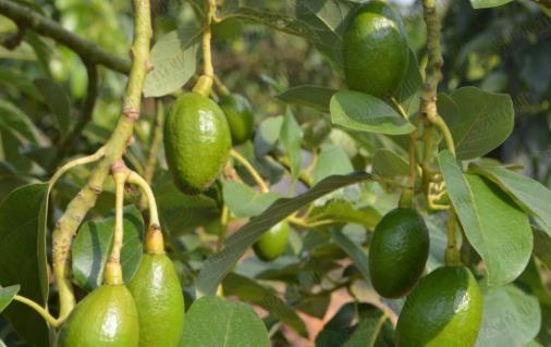 牛油果什么季節(jié)吃最好 牛油果成熟季節(jié)