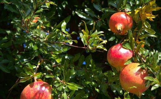 石榴是什么季節的水果 什么季節適合吃石榴