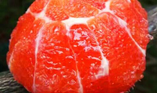 橙子是什么季節的水果 橙子成熟季節