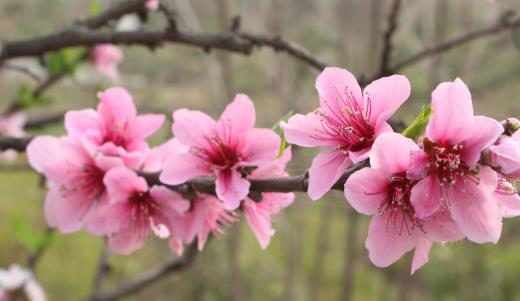 桃花什么時候開花 桃花盛開季節