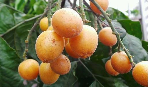 黃皮果什么時候成熟 黃皮是什么季節的水果