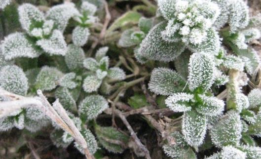 打霜是什么時候 什么季節打霜