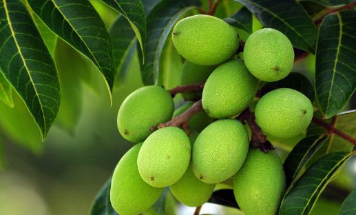 打霜是什么時候 什么季節打霜