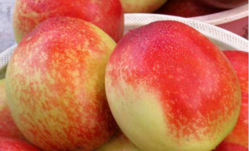 油桃是什么季節的水果 油桃成熟季節