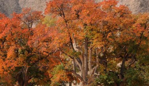 光霧山什么時(shí)候去看楓葉最好 光霧山最佳旅游季節(jié)