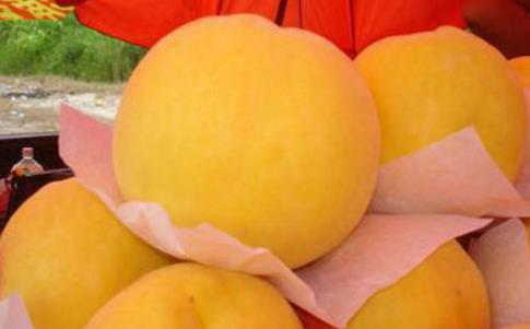 錦繡黃桃什么時候成熟 錦繡黃桃成熟季節