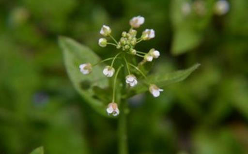 薺菜什么時候開花 薺菜花什么時候可以采摘
