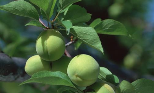 青梅是什么季節(jié)的水果 青梅成熟季節(jié)