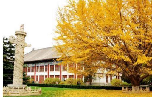 北京銀杏大道最佳觀賞時間 北京銀杏大道什么時候去最好