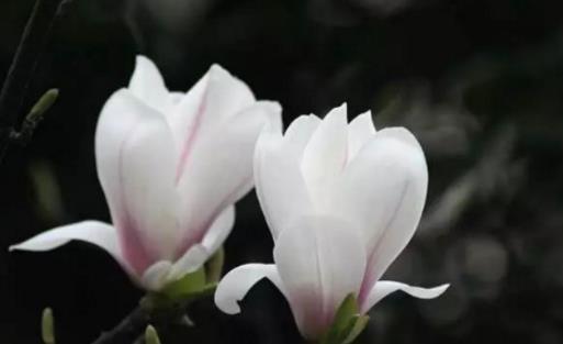 玉蘭花一般什么時候開 玉蘭花的花期是多久