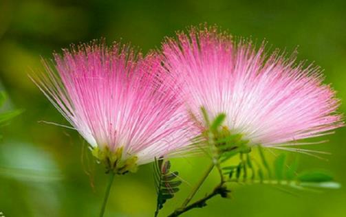 合歡花什么季節開花 合歡花開花季節
