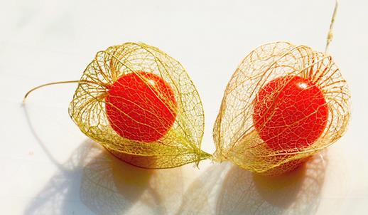 姑娘果什么時候熟 姑娘果成熟季節