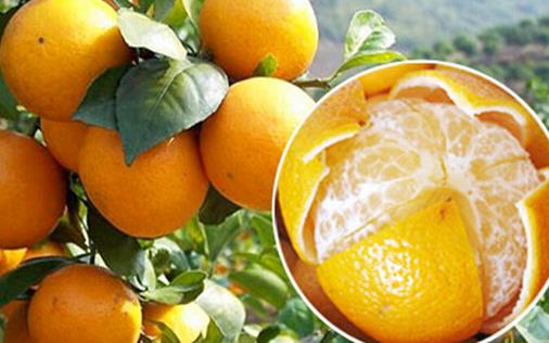 皇帝柑什么時(shí)候上市 皇帝柑成熟季節(jié)