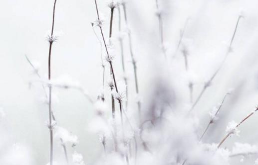 大雪節氣適合釣什么魚 大雪釣魚用什么餌料好