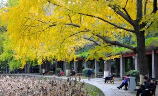 成都銀杏葉什么時候黃 成都銀杏葉發黃時間
