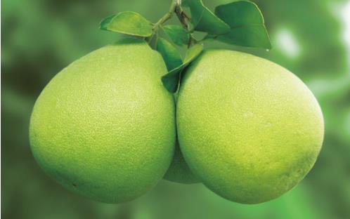 文旦柚什么時候成熟 文旦柚成熟季節