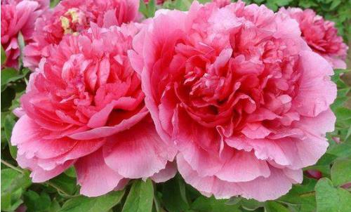 2018無(wú)錫惠山古鎮(zhèn)新春花卉展什么時(shí)候開(kāi)始 2018無(wú)錫賞花時(shí)間表