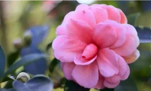 2018無(wú)錫惠山古鎮(zhèn)新春花卉展什么時(shí)候開(kāi)始 2018無(wú)錫賞花時(shí)間表