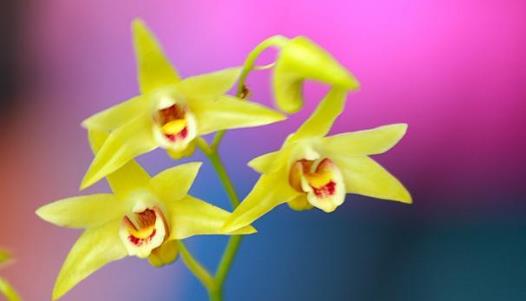 石斛花什么時候采摘 石斛花采摘時間