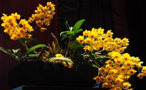 石斛花什么時候采摘 石斛花采摘時間