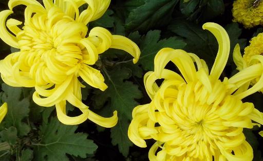 年前什么時候上墳 年前什么時候燒紙