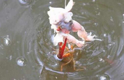 釣龍蝦什么時候好 釣龍蝦最佳時間