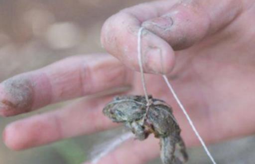 釣龍蝦什么時候好 釣龍蝦最佳時間