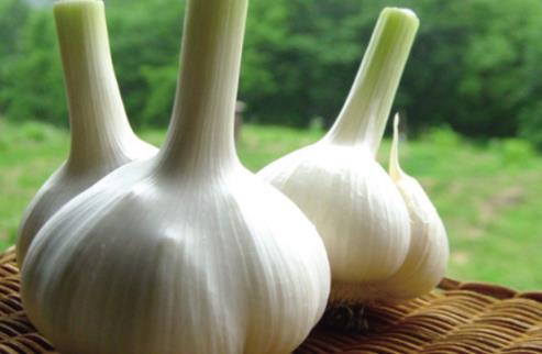 大蒜水可以空腹喝嗎 大蒜水什么時(shí)候喝比較好