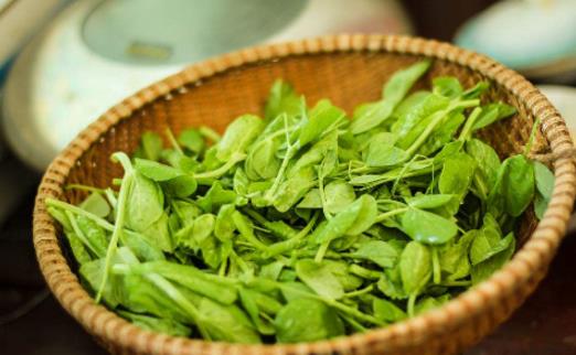 豌豆尖什么季節有 豌豆尖什么時候上市