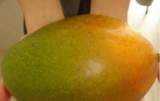 攀枝花凱特芒果什么時候成熟 攀枝花凱特芒果成熟季節(jié)