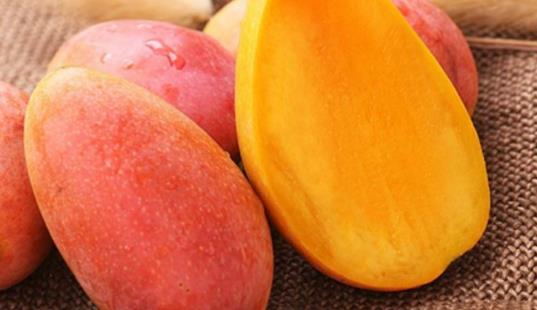 貴妃芒什么時候吃最好 貴妃芒什么時候成熟