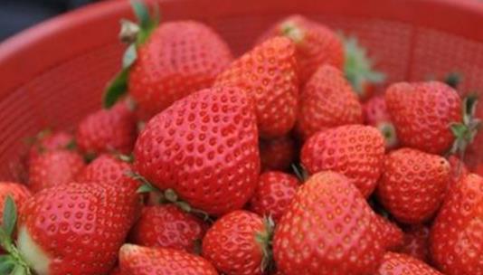 奶油草莓什么時候成熟 奶油草莓成熟季節